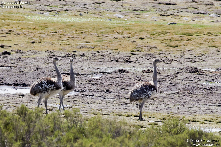 Lesser Rhea