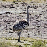 Lesser Rhea