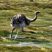 Lesser Rhea