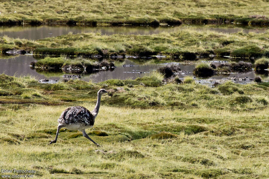 Lesser Rhea male adult, identification, walking