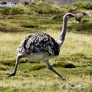 Lesser Rhea