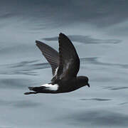 Elliot's Storm Petrel