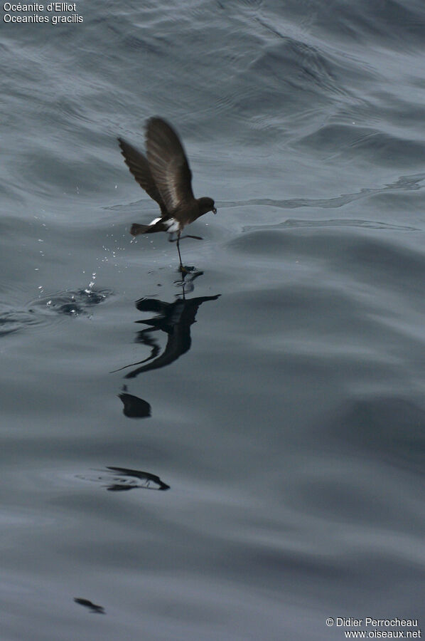 Elliot's Storm Petrel, Flight