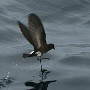 Elliot's Storm Petrel