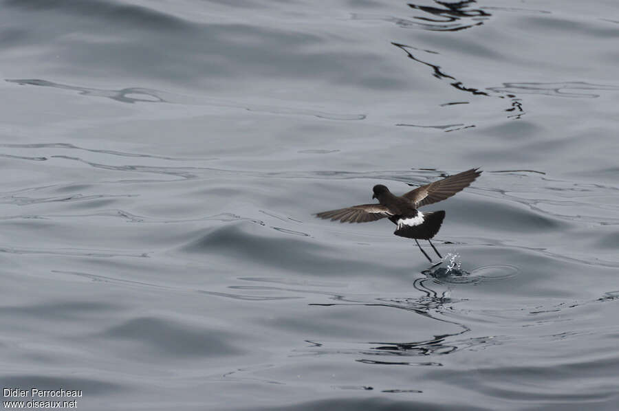 Elliot's Storm Petreladult, Flight