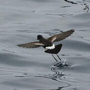 Elliot's Storm Petrel