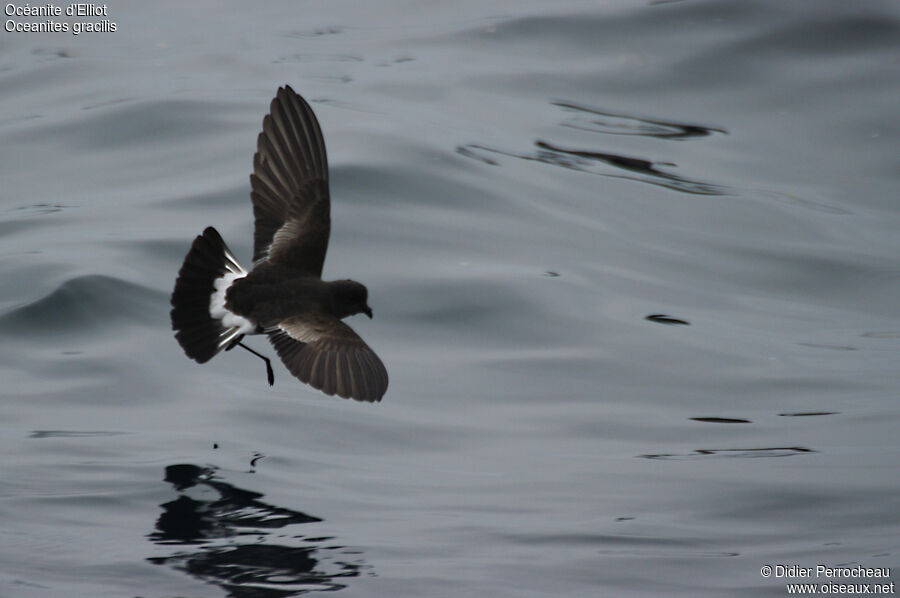 Elliot's Storm Petrel, Flight