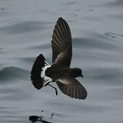 Elliot's Storm Petrel