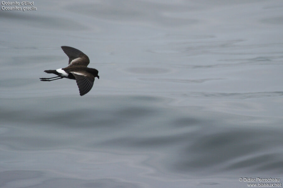 Elliot's Storm Petrel, Flight