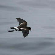 Elliot's Storm Petrel