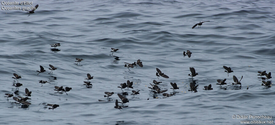 Elliot's Storm Petrel, Behaviour