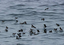 Elliot's Storm Petrel