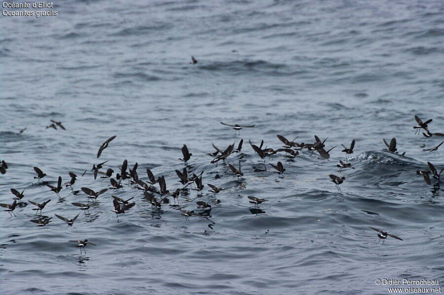 Elliot's Storm Petrel, Behaviour