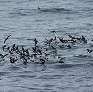 Elliot's Storm Petrel