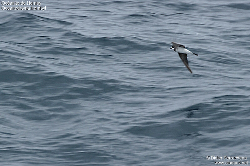 Hornby's Storm Petrel