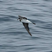 Hornby's Storm Petrel