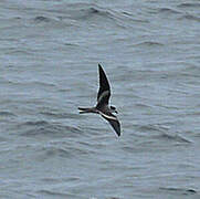 Ringed Storm Petrel