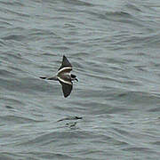 Ringed Storm Petrel