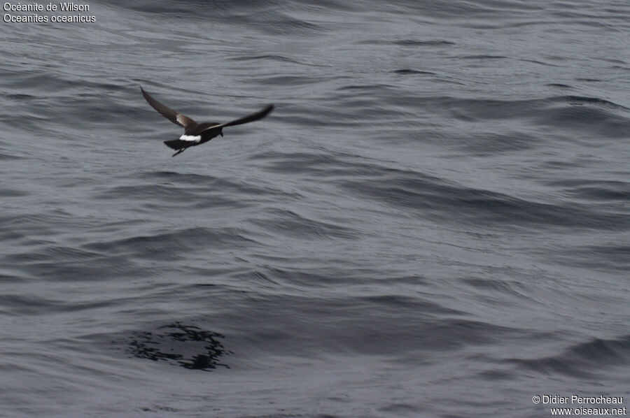 Wilson's Storm Petrel, Flight