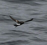 Wilson's Storm Petrel