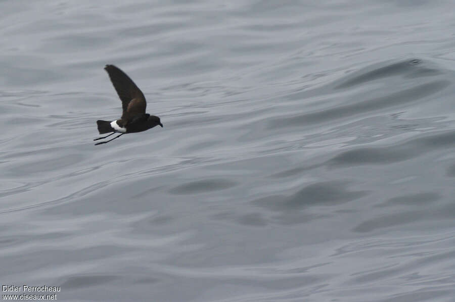 Wilson's Storm Petrel, Flight