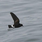 Wilson's Storm Petrel