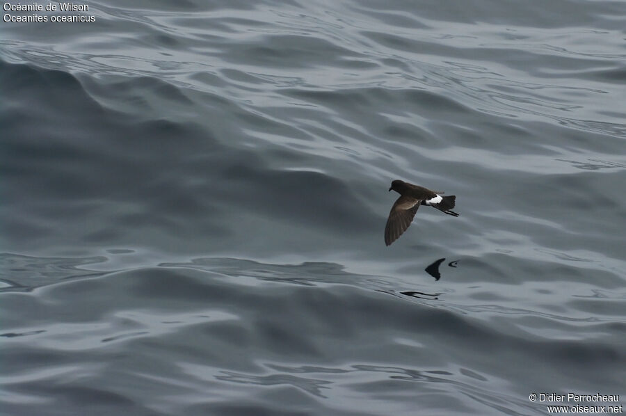 Wilson's Storm Petrel, Flight