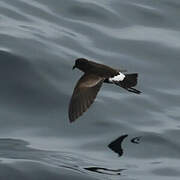 Wilson's Storm Petrel