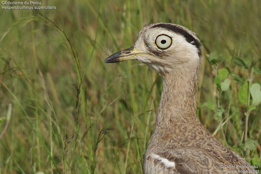 Peruvian Thick-knee