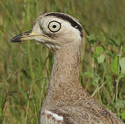 Peruvian Thick-knee