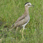 Peruvian Thick-knee