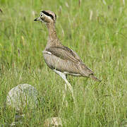 Peruvian Thick-knee