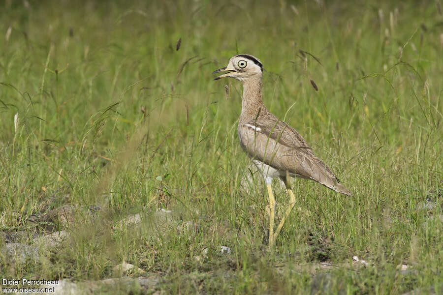 Peruvian Thick-kneeadult, identification