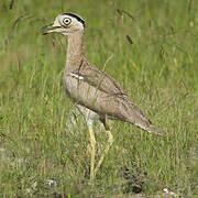 Peruvian Thick-knee