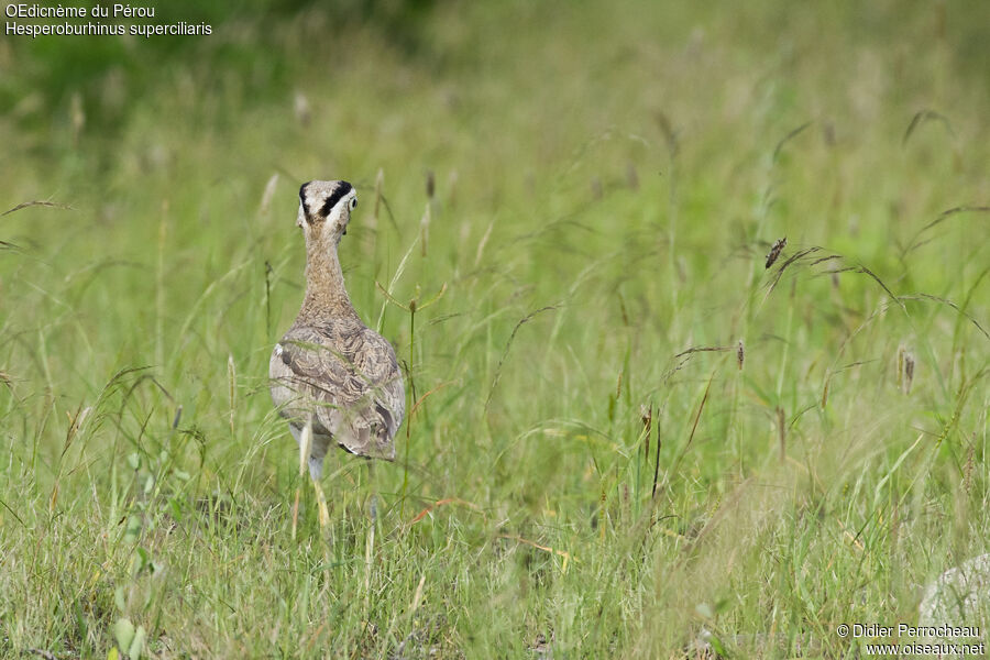 Peruvian Thick-knee