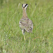 Peruvian Thick-knee