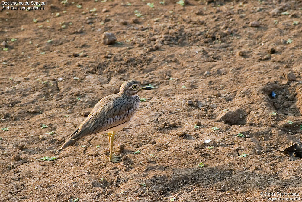 Senegal Thick-knee