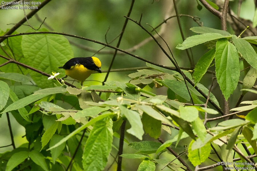 Thick-billed Euphonia