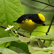 Thick-billed Euphonia