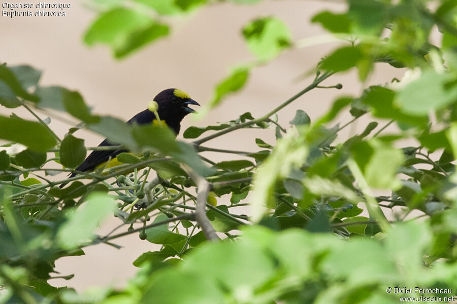 Purple-throated Euphonia male adult