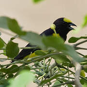 Purple-throated Euphonia