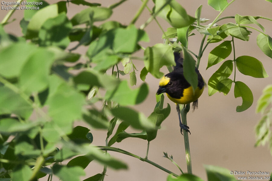 Purple-throated Euphonia male adult