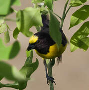 Purple-throated Euphonia