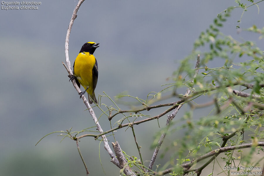 Purple-throated Euphonia