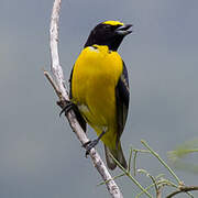 Purple-throated Euphonia