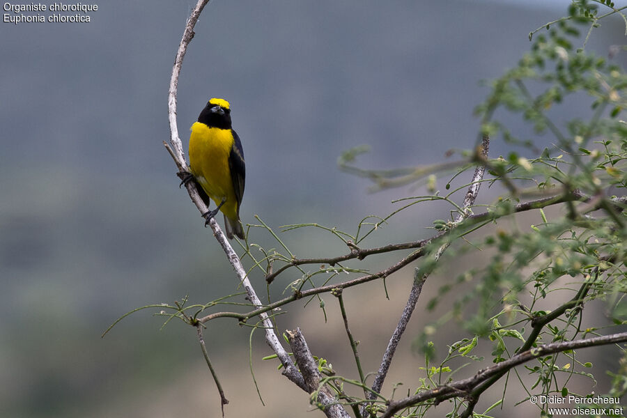 Purple-throated Euphonia