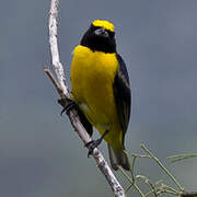 Purple-throated Euphonia