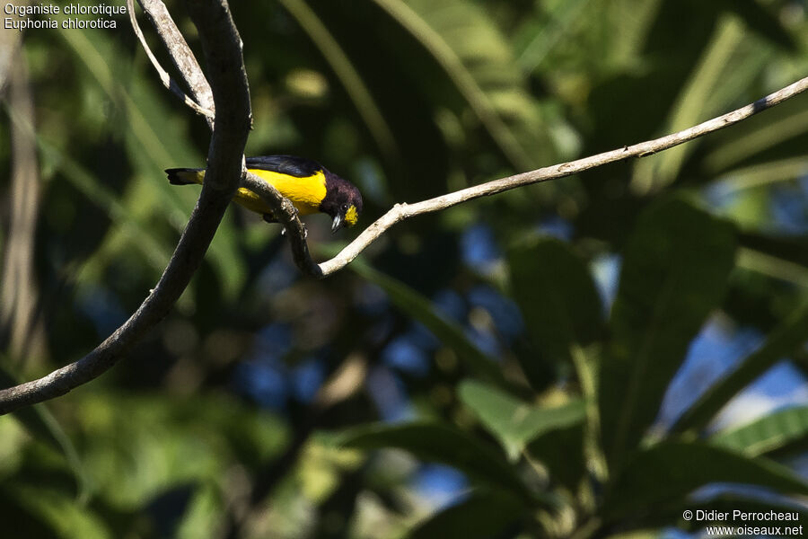 Purple-throated Euphonia