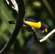 Purple-throated Euphonia