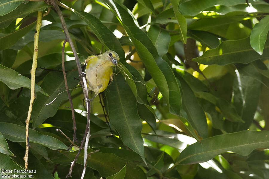 Purple-throated Euphonia female adult, Reproduction-nesting